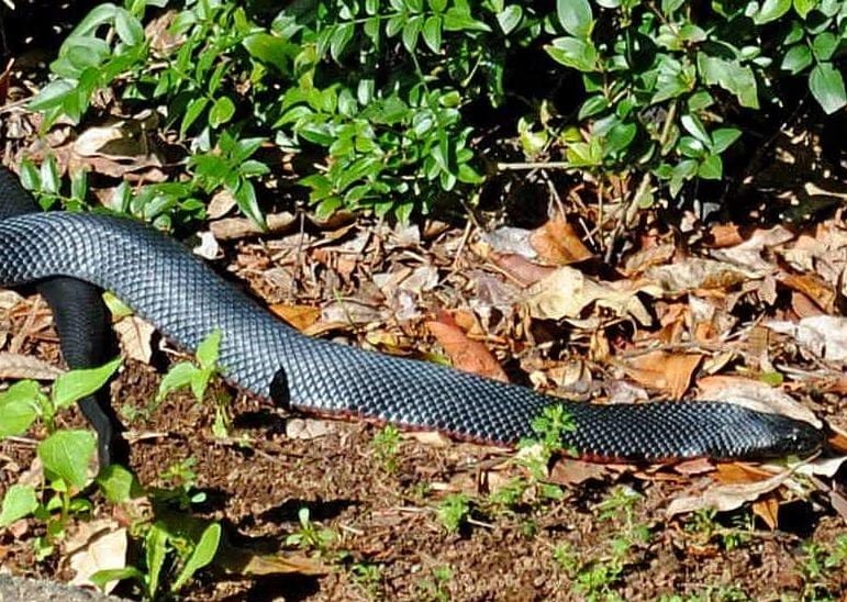 Picaduras de serpiente